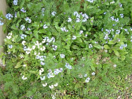 ForgetMeNot White Blue 